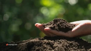 cultivated soil