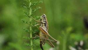 Types of crickets