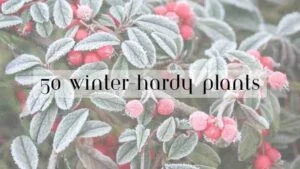 Plants Struggle To Grow in Winter