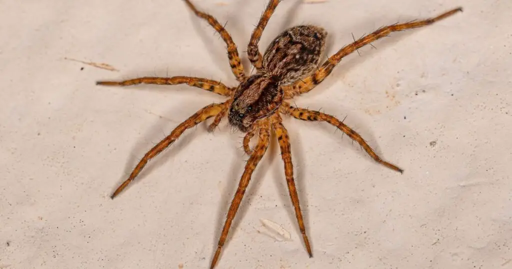 Wolf Spiders Look