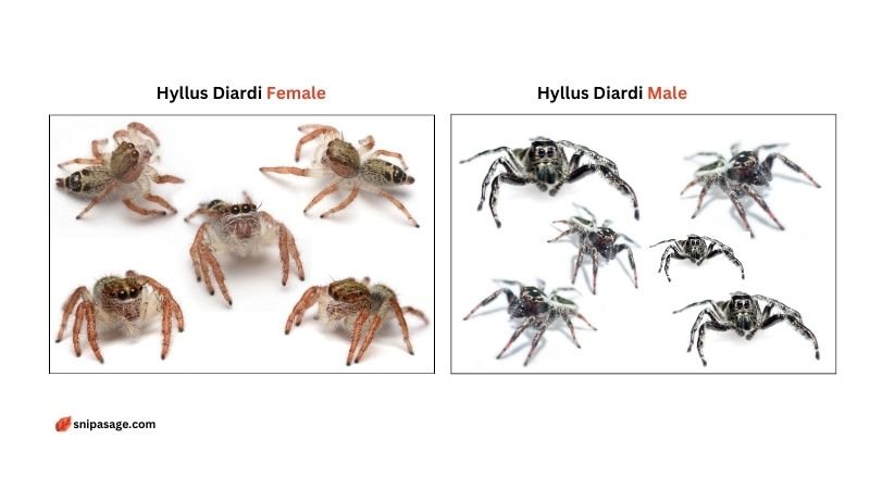  Difference In Hyllus Diardi Spiders