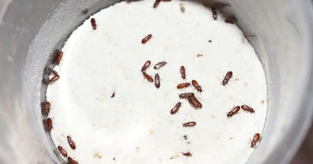 Identifying The Flour Beetle
