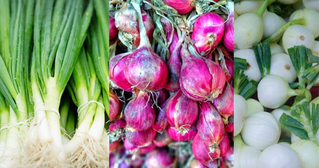 Types Of Onion