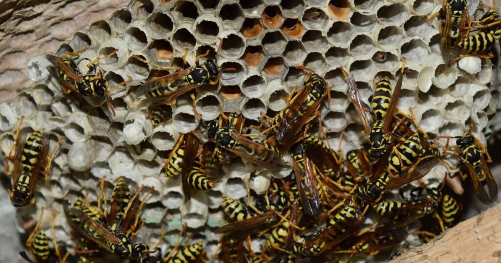 How Wasps Find Their Way