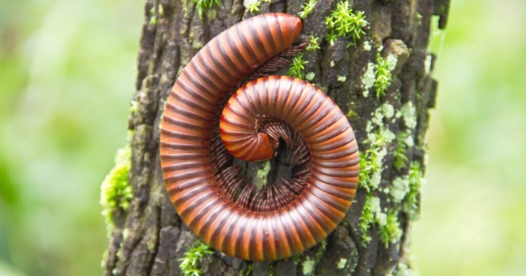 Life'S Circle Of Millipede