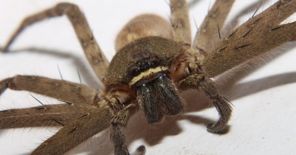 Is The Tiger Wolf Spider Dangerous