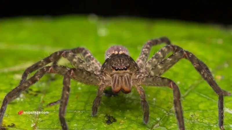 Heavy Jumping Spiders