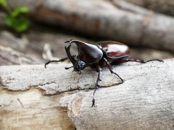 Beetle Kill Wood