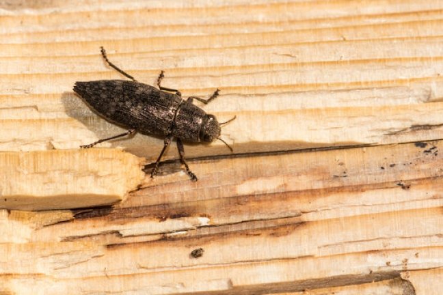 Using Beetle Kill Wood In Gardens