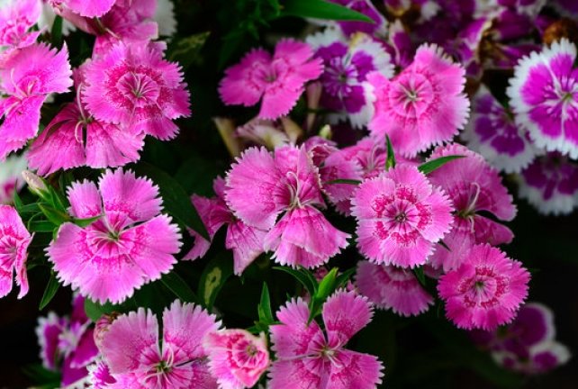 Dianthus 'Fire Witch' Spacing