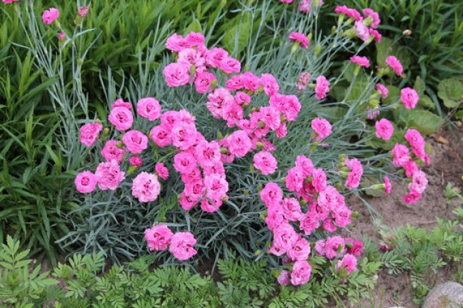 Dianthus Fire Witch Bloom Time