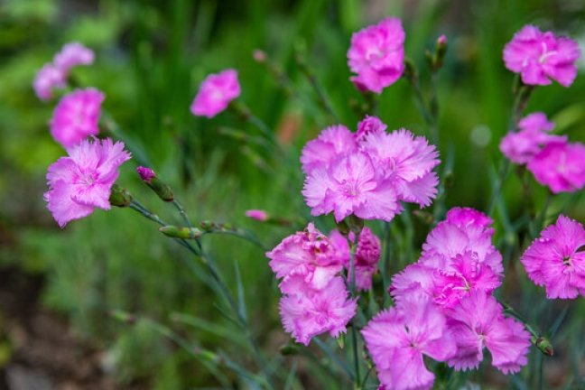 Dianthus 'Fire Witch'