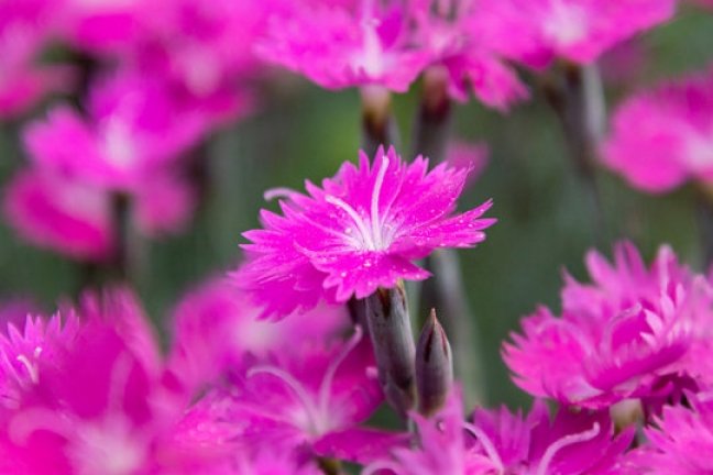 Dianthus 'Fire Witch'