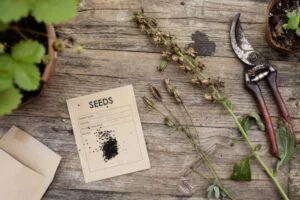 Dianthus Firewitch Seeds