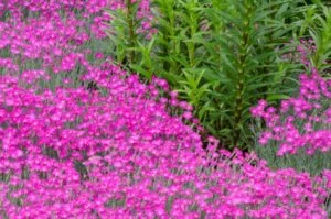Which Dianthus are Perennial
