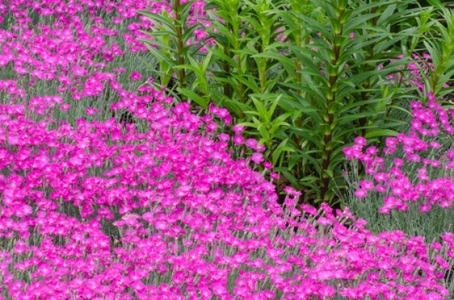 Which Dianthus are Perennial