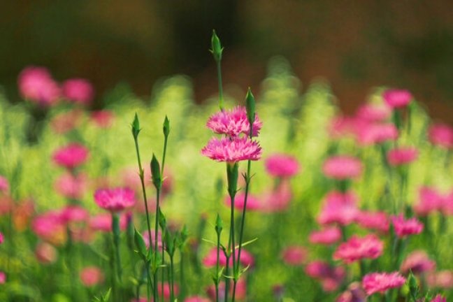 Which Dianthus Are Perennial