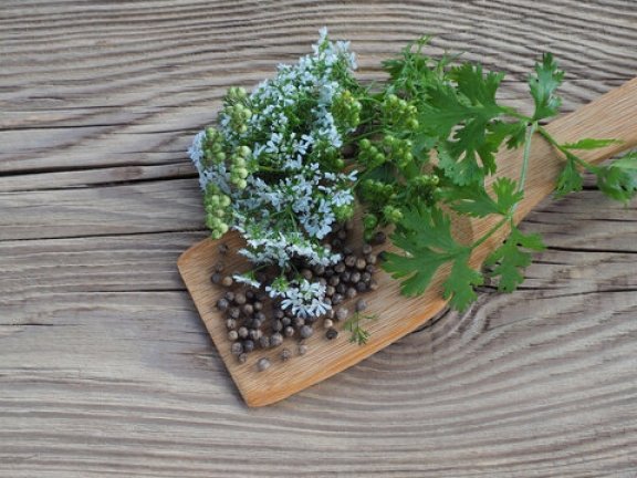 Health Benefits Of Long Coriander Leaves