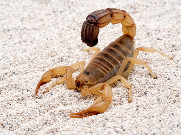 Prevent Scorpions