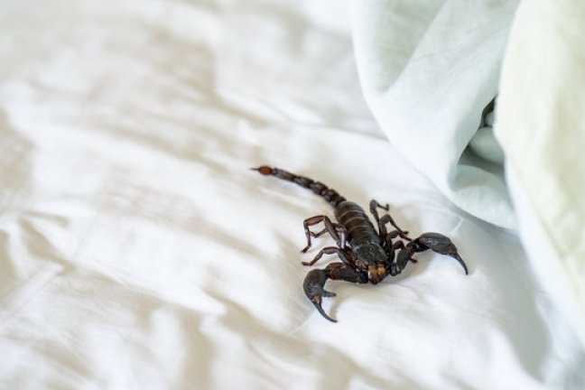 How to Prevent Scorpions from Getting in Your Bed
