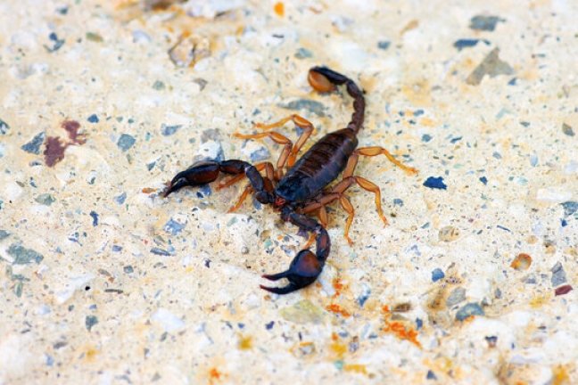 Prevent Scorpions