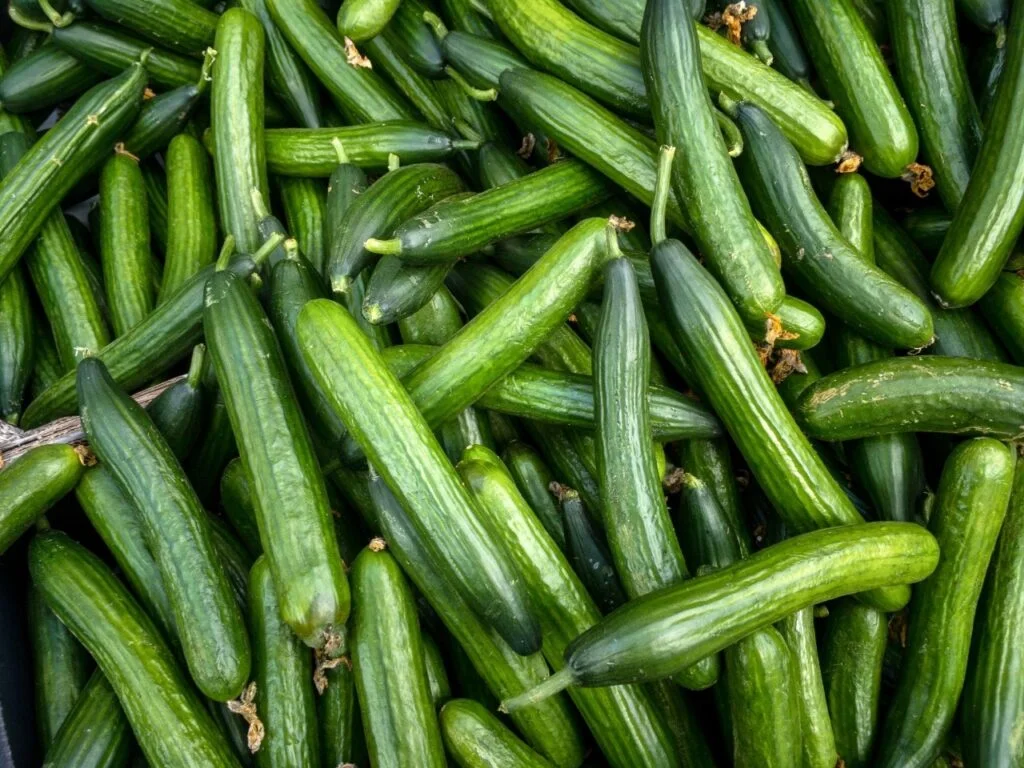 Cucumber Perennial Saga