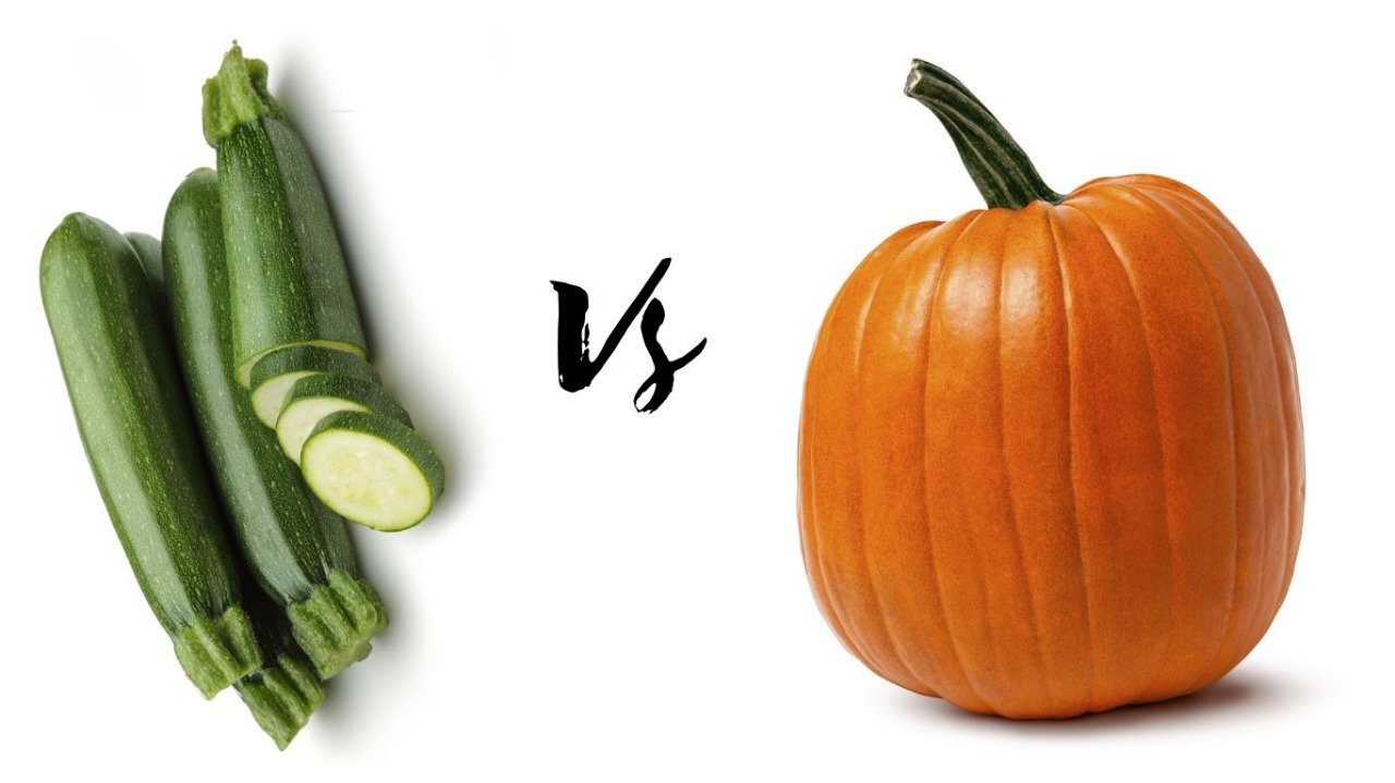 Zucchini vs Pumpkin Plant