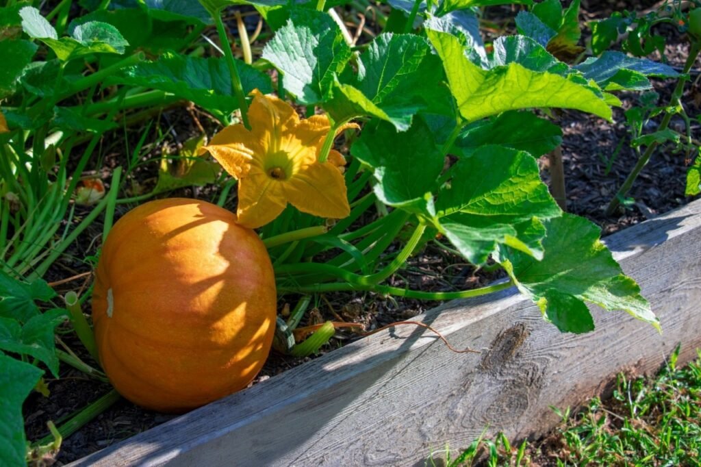 Pumpkin Cultivation