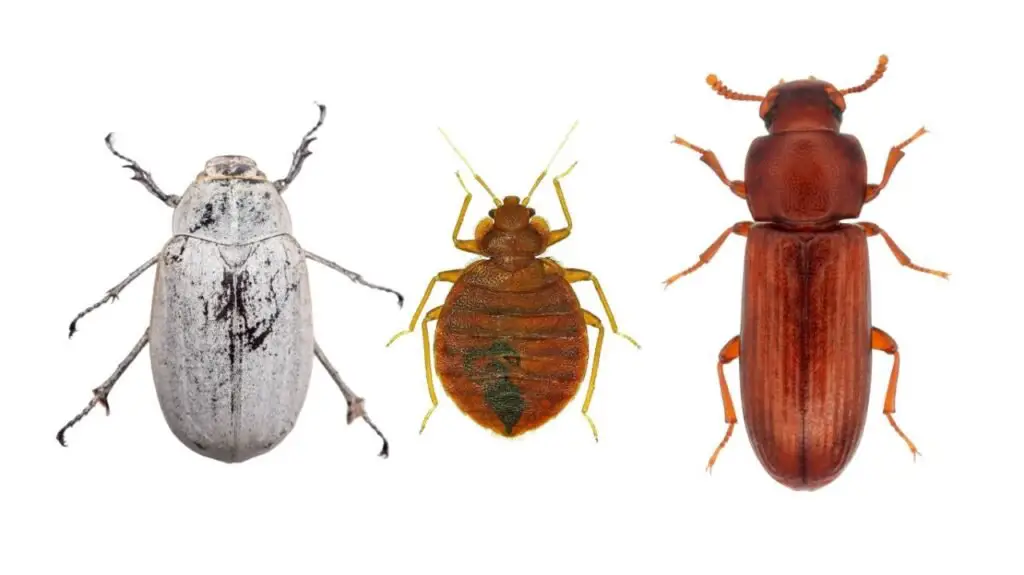 Difference Between The Confused Flour Beetle