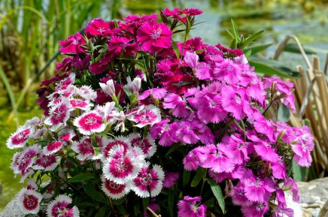 Taking Care Of Dianthus 'Firewitch'