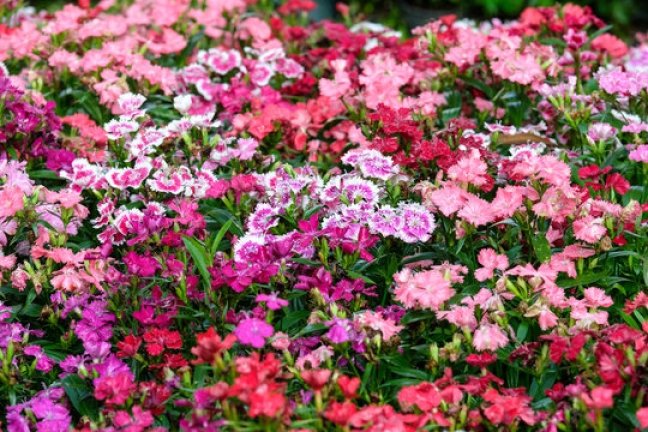 Different Kinds of Dianthus Flowers