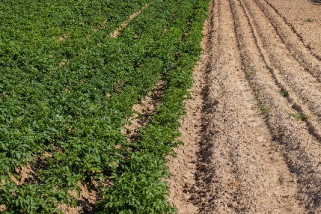 Planting With Perennial Cover Crops