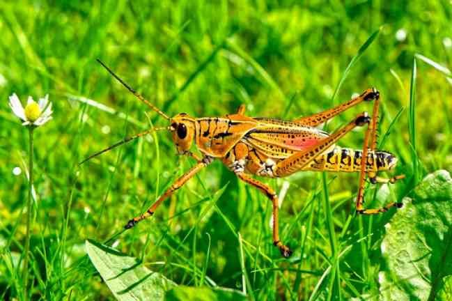 Florida Crickets