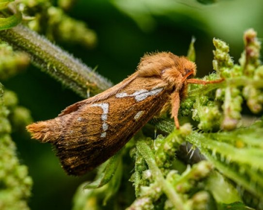 The Role Of Brown Moths