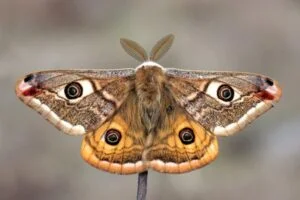 Brown Moths In The House Meaning