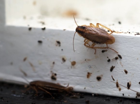 How Do Cockroaches Get Into Your Home
