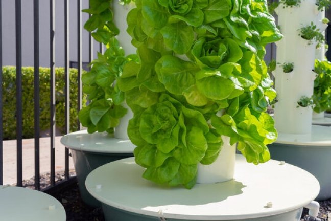 Maximum Growth Tips Microgreens Tower Garden