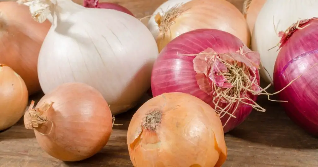 Types Of Candy Onions Plants