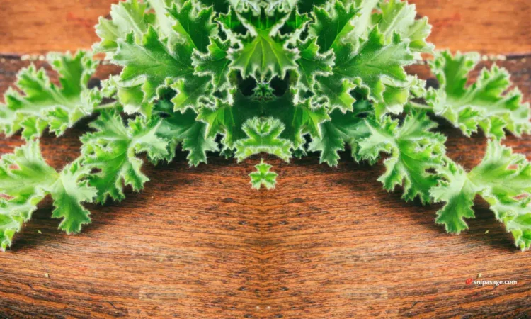 Best kale varieties for cold climates
