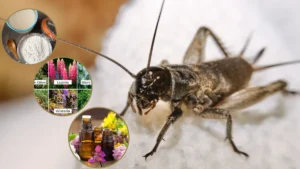 How to get rid crickets inside house naturally