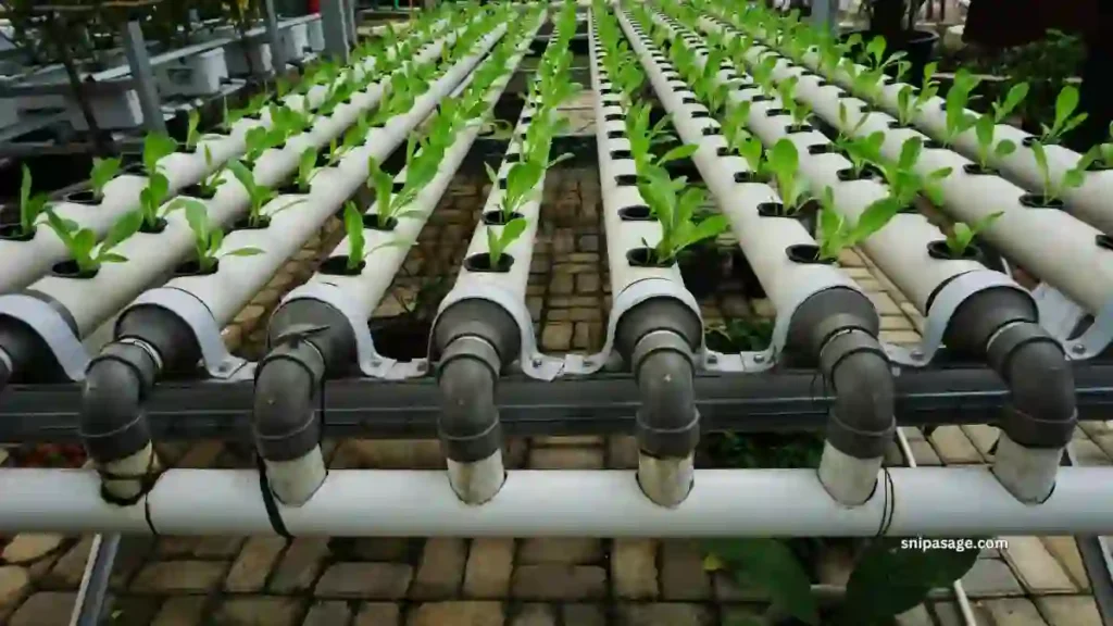 Spacing Hydroponic