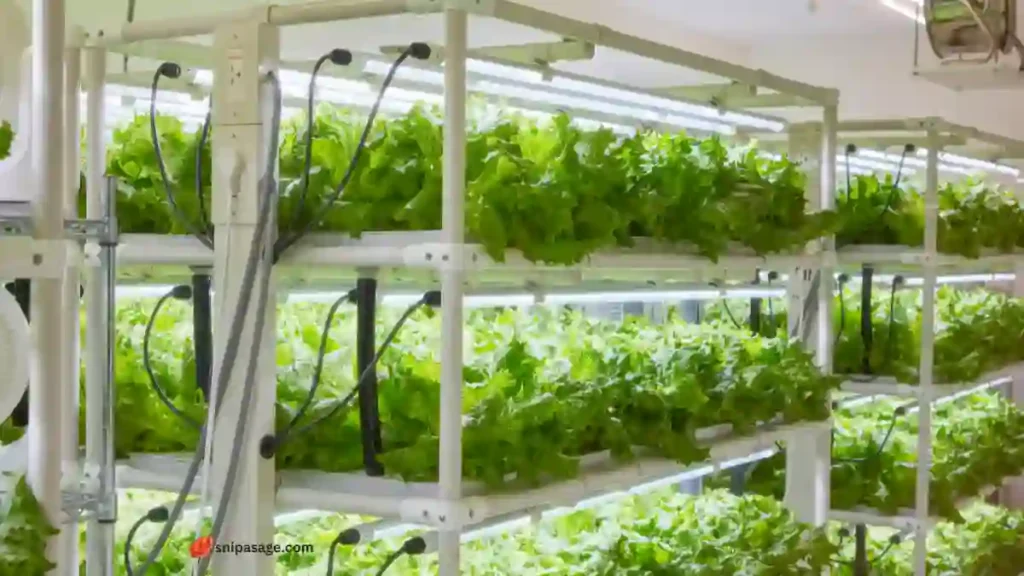 Different Types Of Hydroponic Systems