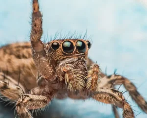 Types of Garden Spiders