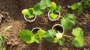 When to Transplant Zucchini Seedlings