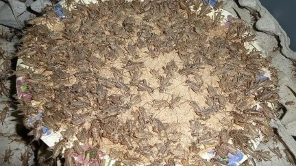 How To Get Rid Of Crickets Inside House Naturally