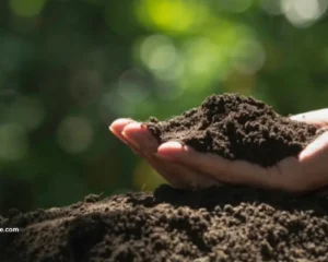 cultivated soil