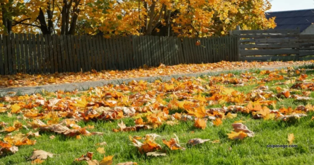 fallen-leaves