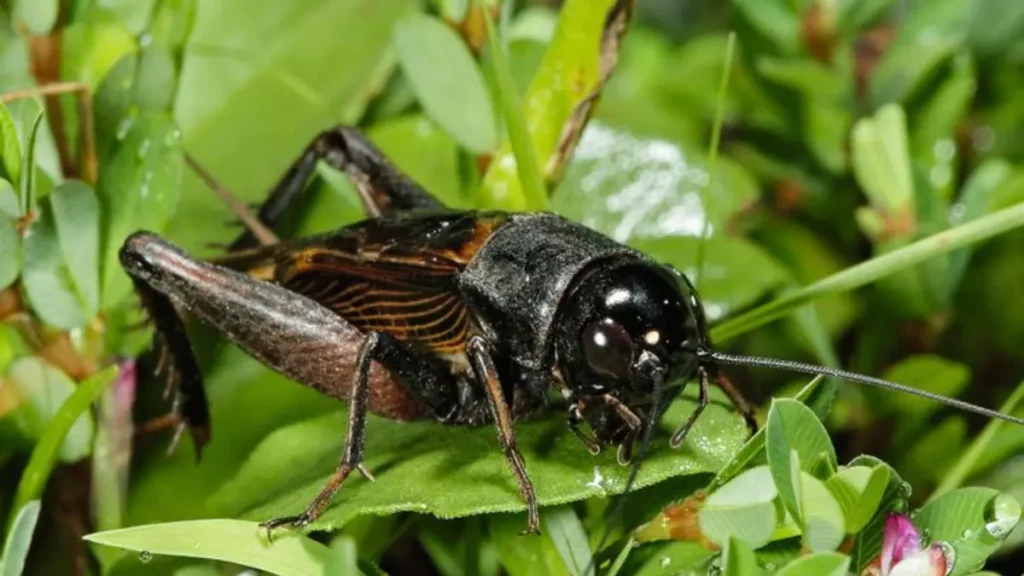 Two-Spotted Cricket