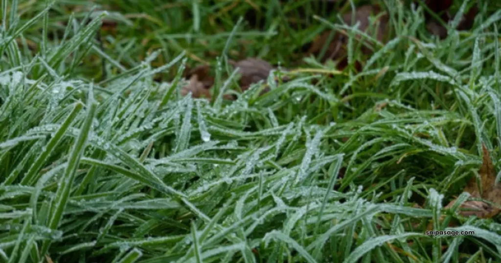 winter-grass
