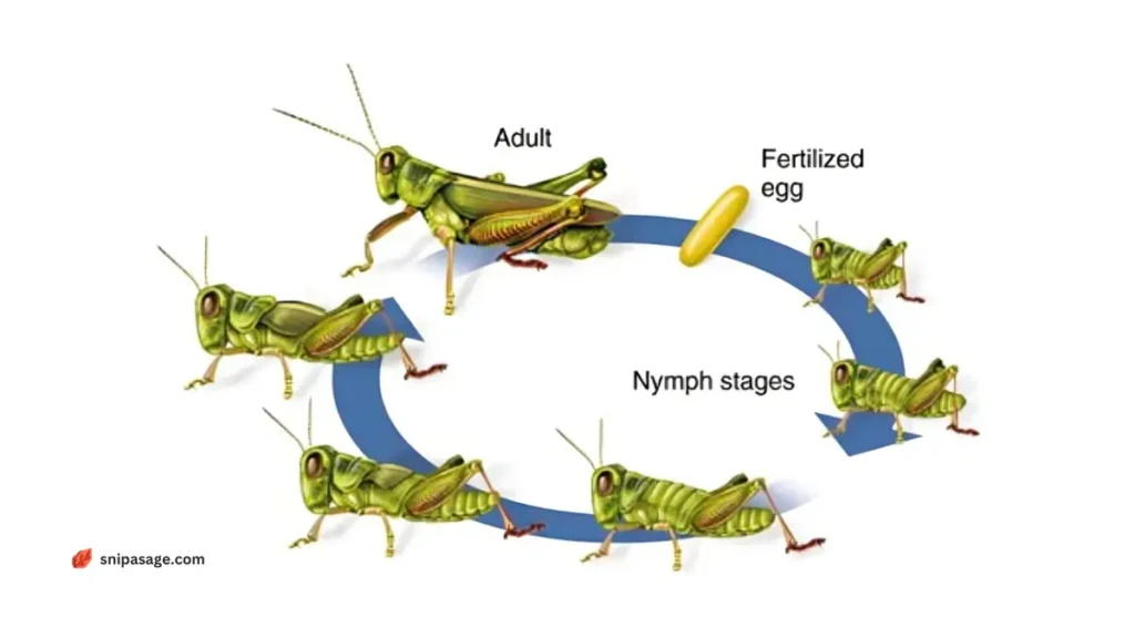 Lifecycle of crickets
